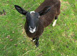 Zwartble Wether lamb