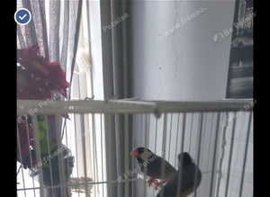 pair of java finch