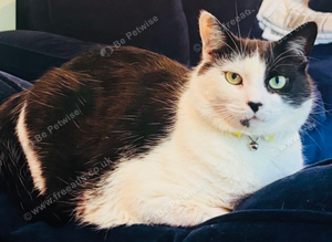 Black and white very affectionate boy