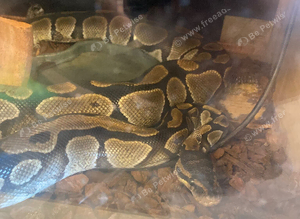 Ball python and setup