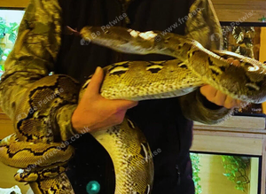 Lovely tame large reticulated python