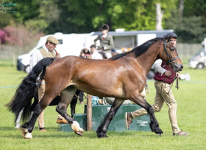 Well Bred Registered Welsh D