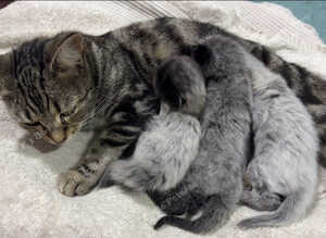 One Adorable Kitten left Looking for Their Forever Home