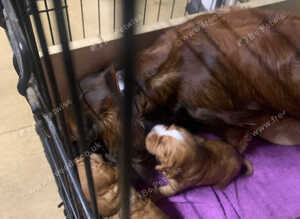 Cocker spaniel pups