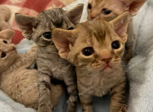 Rehomed for your love & happiness