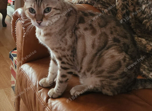 Missing Bengal Cat