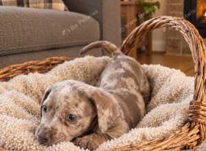 French bull weaner puppies
