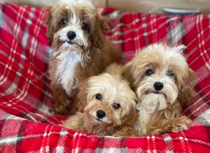 Beautiful cavapoo pups ready to leave