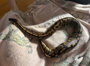 Ball python