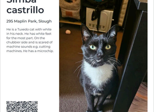 MISSING CAT PLEASE HELP
