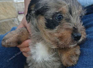 Female Dapple Merle Male