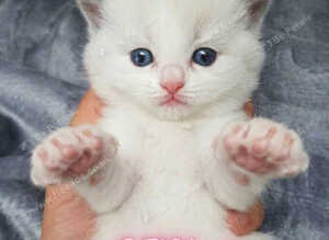 Champion bloodline Ragdolls