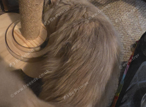 Maincoon&times;ragdoll