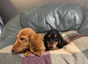 Kc Registered miniature Long Haired Dachshund pups