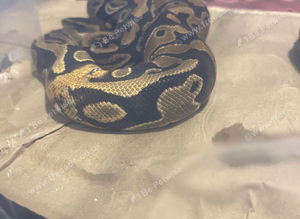Royal python