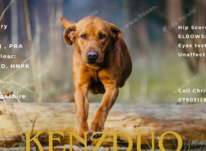 Fox Red Labrador Stud dog