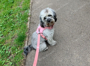 Girl mini cockapoo looking for a male stud
