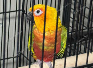 Mix parrot for sale Glasgow city