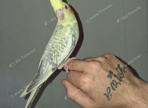 Cockateils