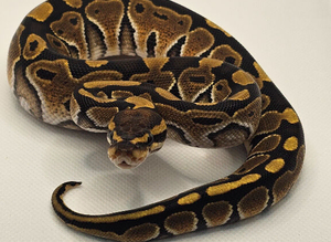 Special 100% het Axanthic TSK