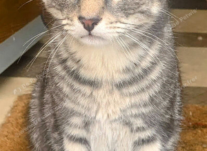 For Sale 1 Gorgeous Grey Tabby Boy Kitten