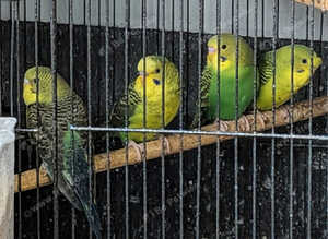 Green black wings