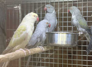 Ringneck