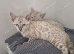 Pedigree bengal kittens
