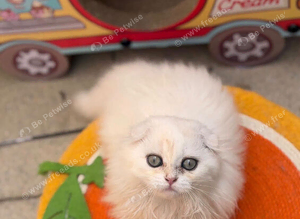 MISSING CAT STOLEN / NOT SEEN SINCE FRIDAY NIGHT