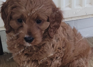 F1 Cavapoo 1st Generation