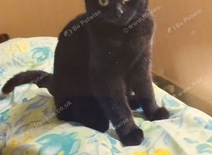 Missing cat