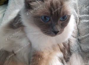 Beautiful  Blue Female Ragdoll 5 years old