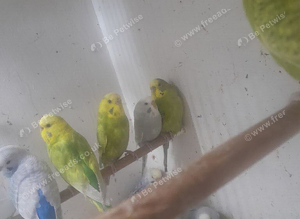 Budgies for sale