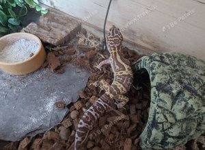 Leopard gecko