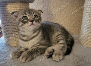 Scottish fold boy