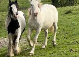 Appaloosas cross cob