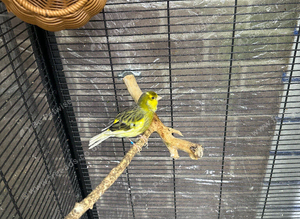 To Canary male and female, one years young