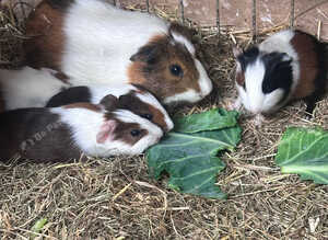 Gorgeous Babies