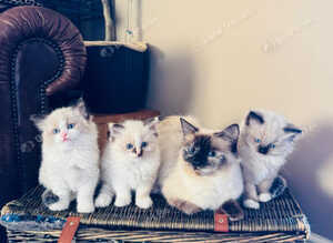Male Ragdoll kitten