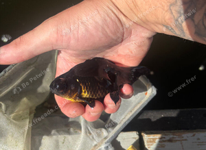 Fancy goldfish