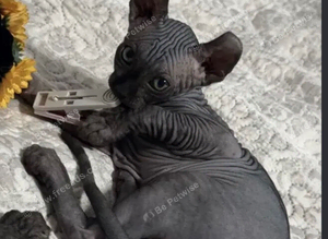 Sphinx kitten 11 months