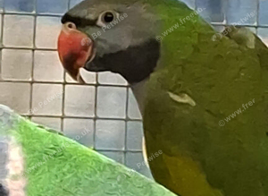 Young Derbyan Parrots