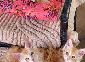 Maine Coon kittens for sale ready soon