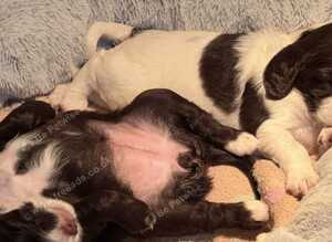 Gorgeous Sprocker Spaniel pups