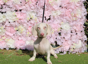 WOW /// Bacon pink dachshund