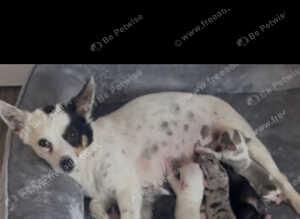 Beautiful chihuahua puppys for sale