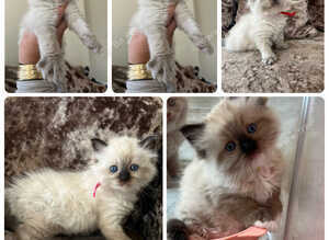Gccf ragdolls , amazing