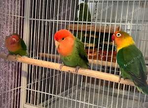Baby lovebirds