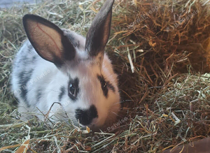 Mini rex cross Dutch