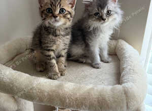 Beautiful kittens Scottish